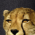 Cheetah Cheetah