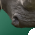 Rhinocéros Rhinocéros