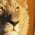 Lion Lion
