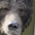 Grizzly Grizzly