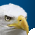 Bald Eagle Bald Eagle