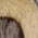 Laminate Wood White Laminate Wood White